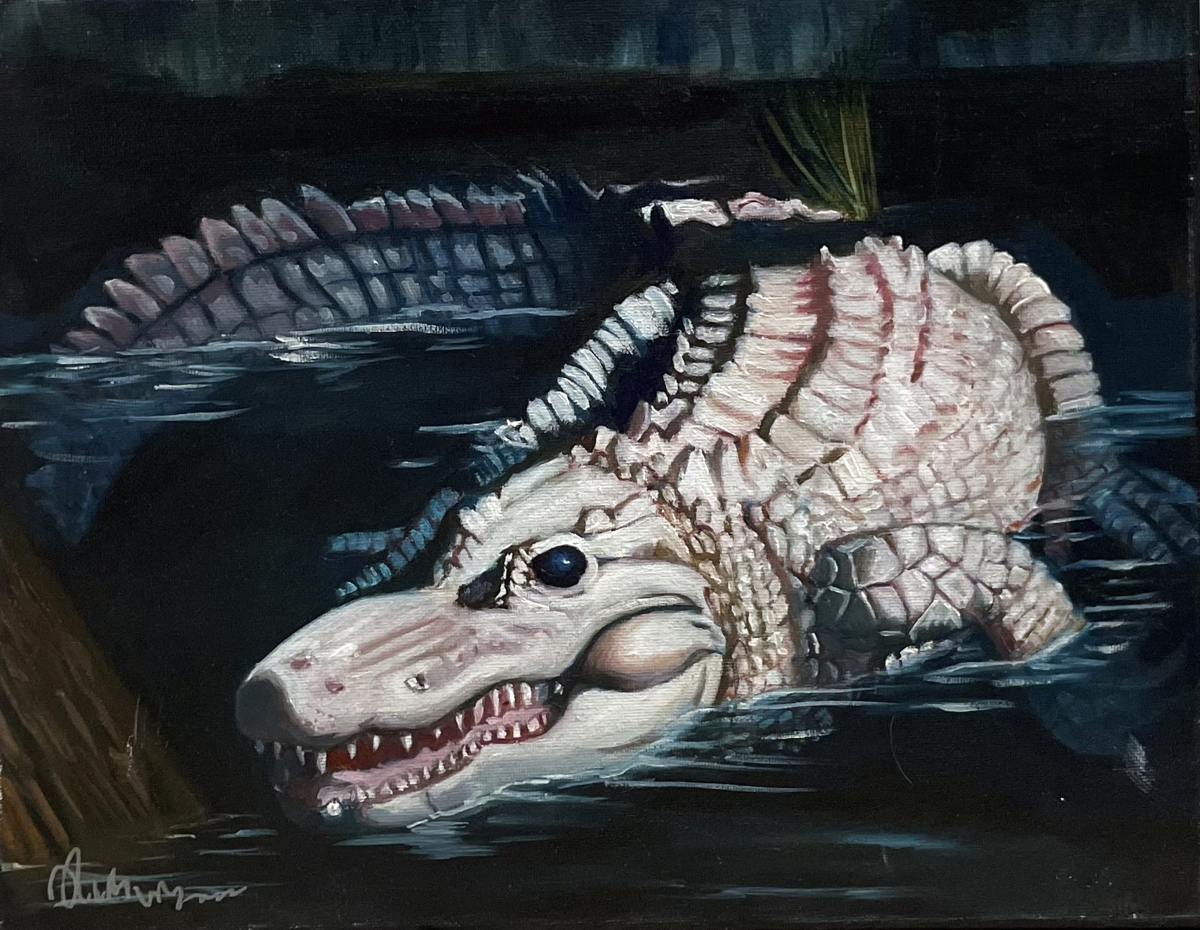 Albino Gator